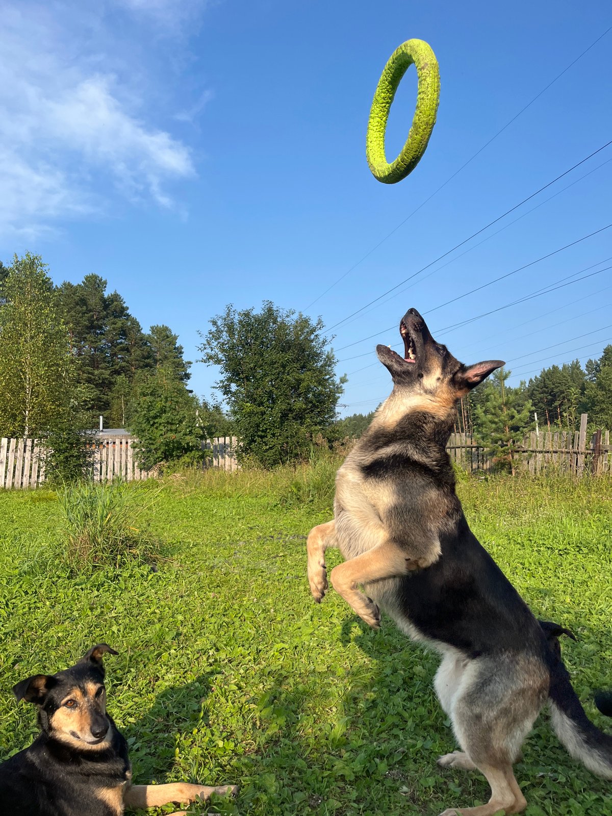 Dogs playing and hanging out at a Nizhny Tagil backyard