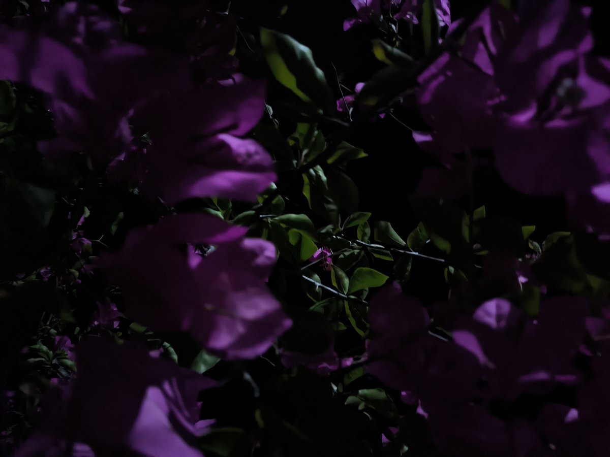 Nighttime scenes documented in Merbopuntong: bougainvillea blooms, quiet street