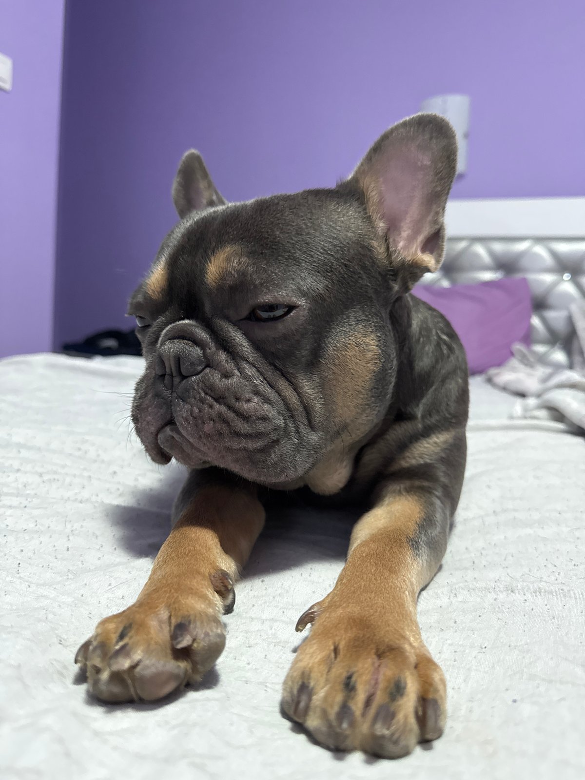 French Bulldog puppy napping on a bed in Burgas