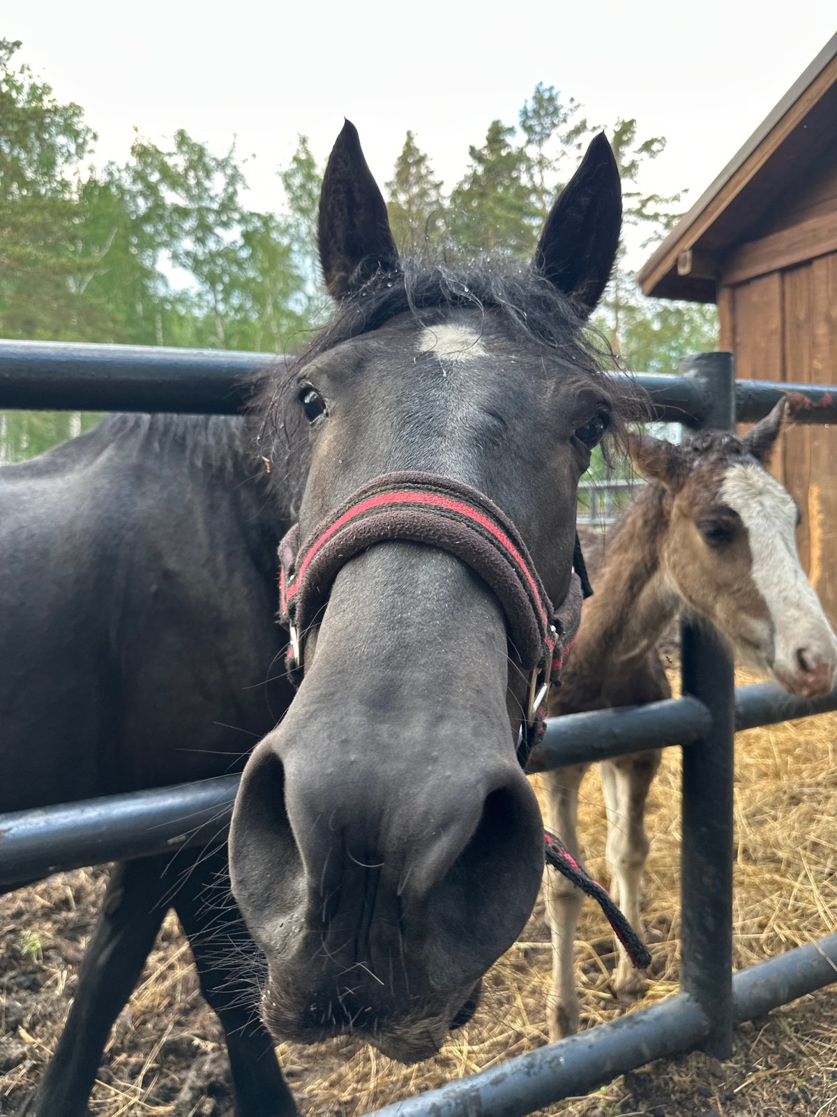 Visitors interact with farm animals at petting zoo facility