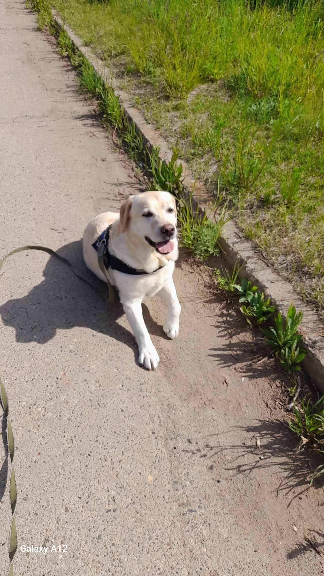 Morning dog walk documented in Марковский, Russia