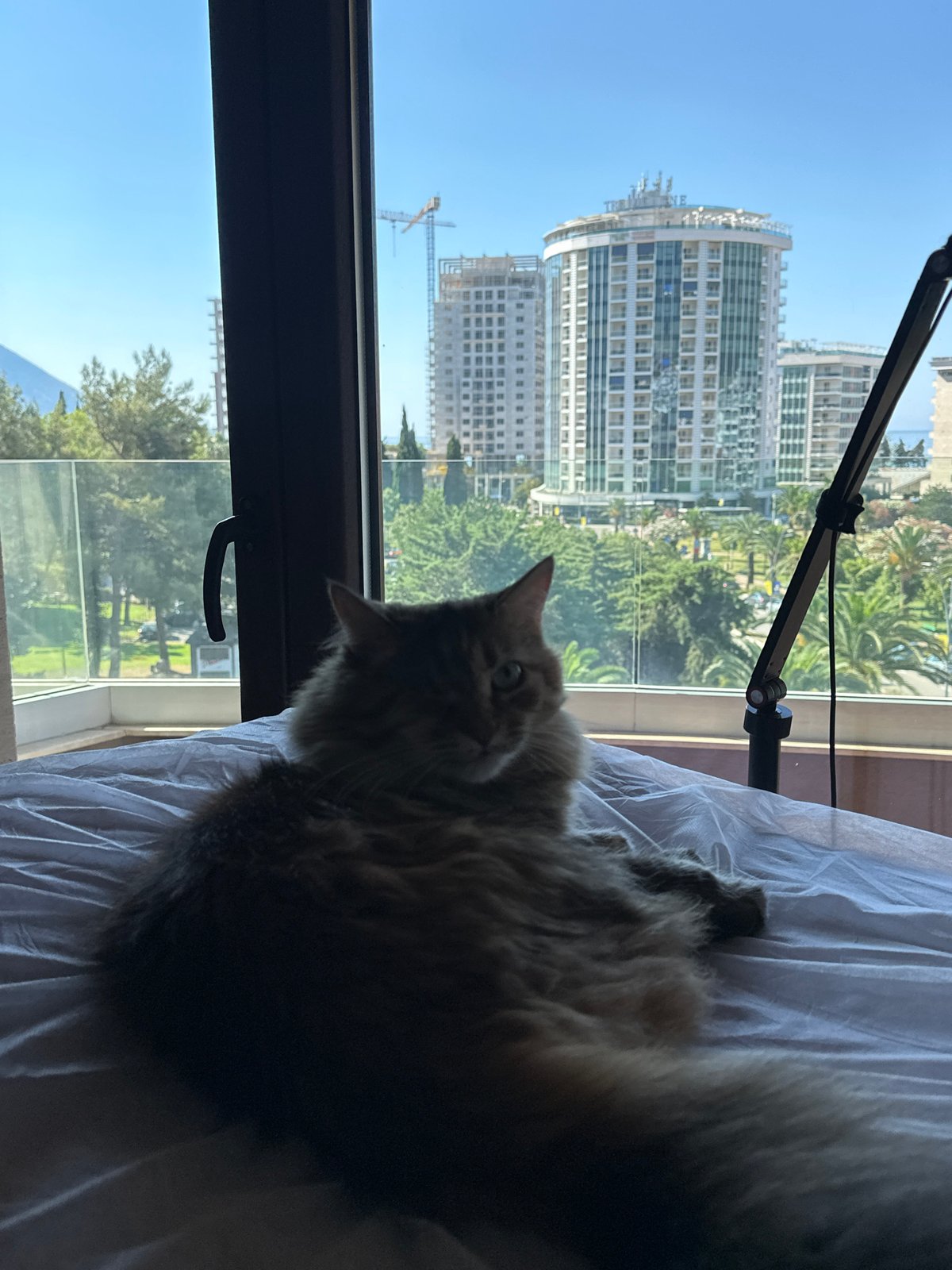 Morning moments in Budva: a cat, an elevator, a selfie