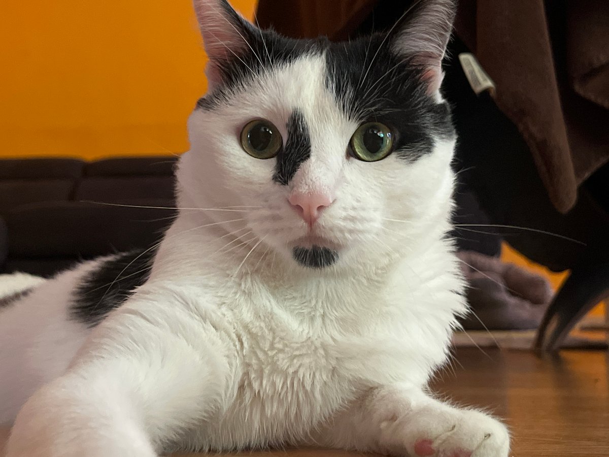 Lazy morning with a black and white cat in a Stara Zagora home