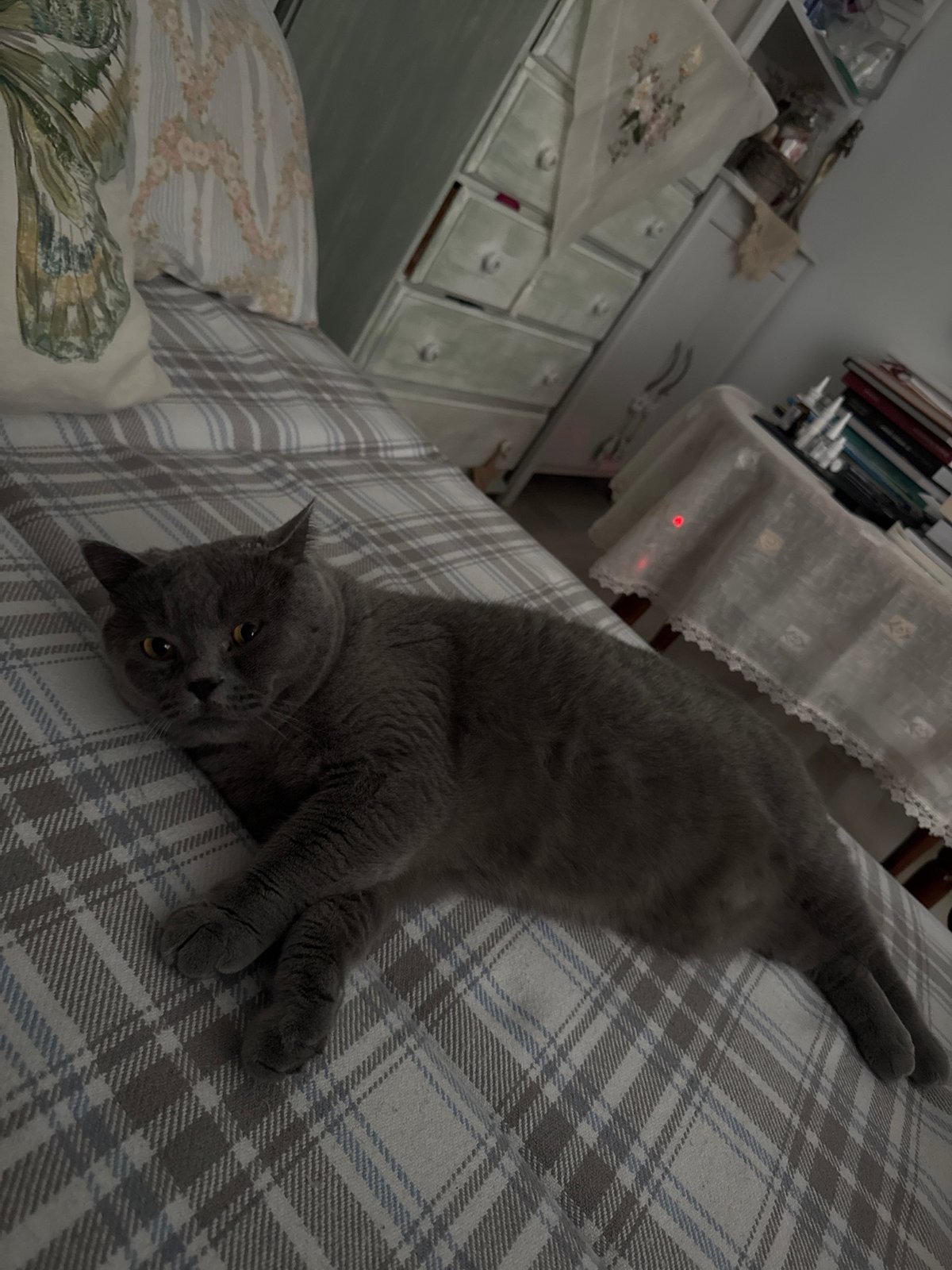 Grey cat enjoys morning pets on Sofia bed