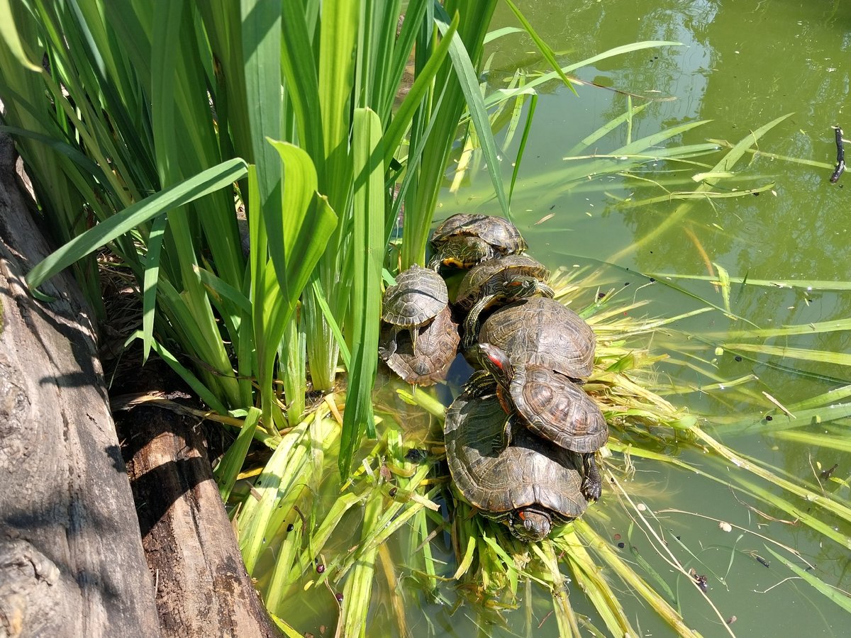 Families gather to watch turtles basking in Sochi park pond
