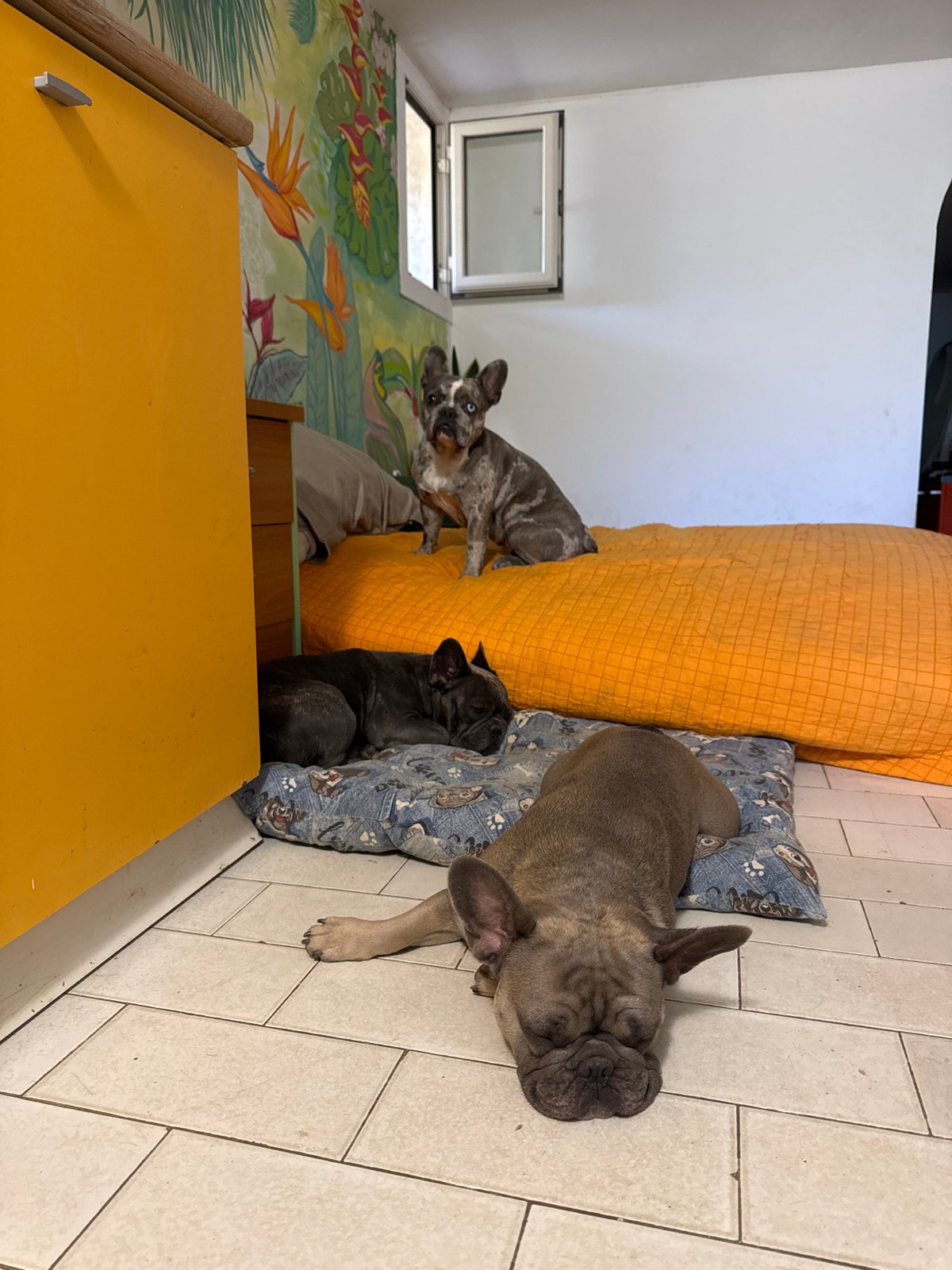 Three French Bulldogs napping together in a San Benedetto home