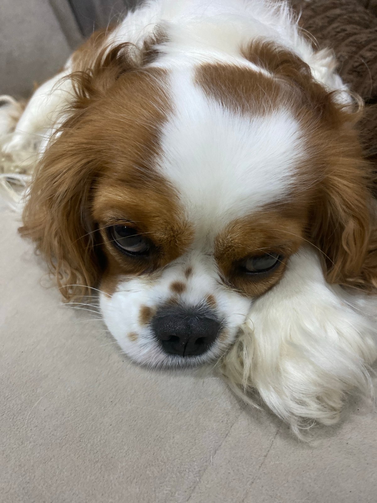 Cavalier King Charles Spaniel takes it easy on the couch