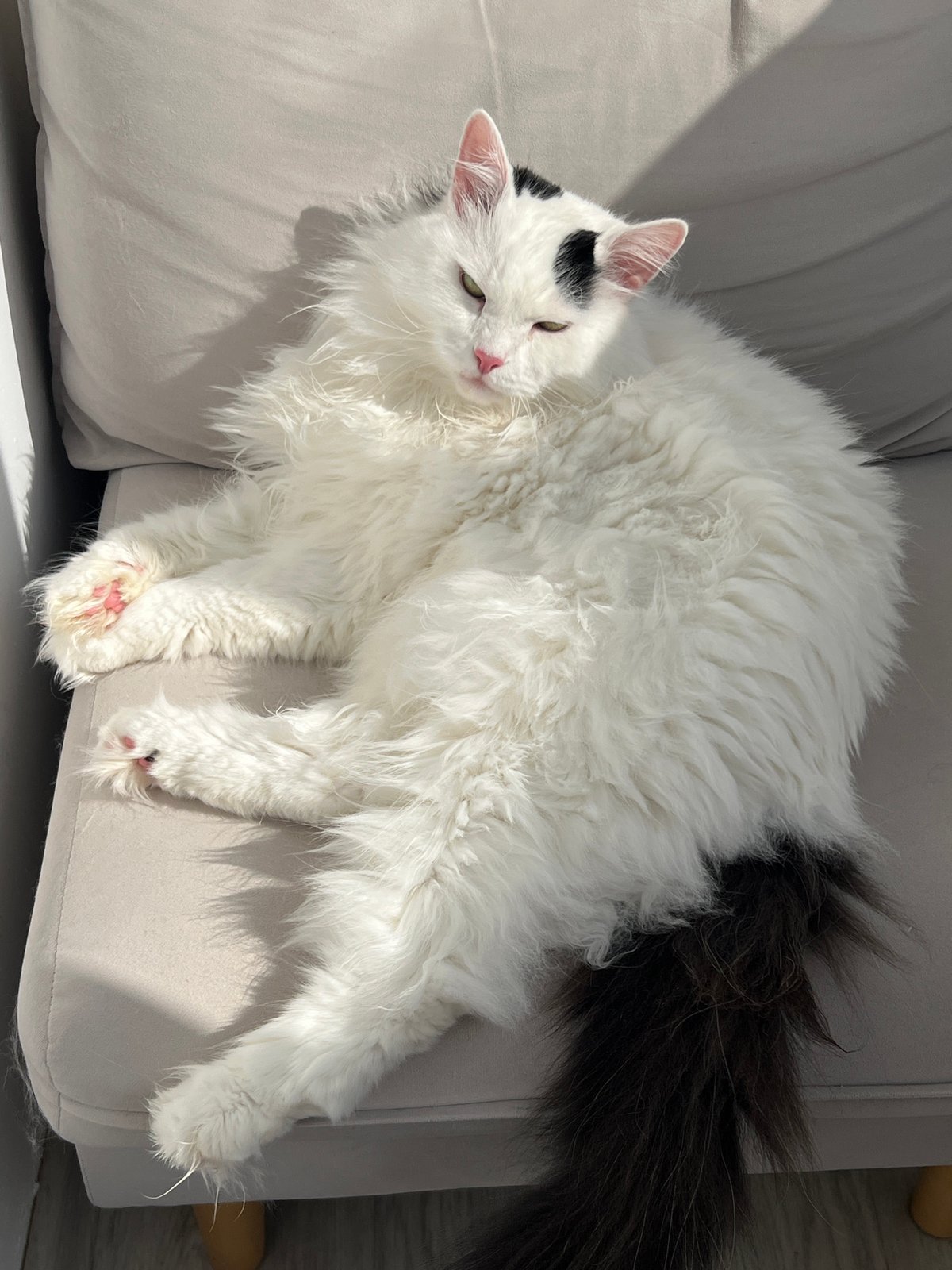 White cat with black markings rests on sofa in Vnukovo