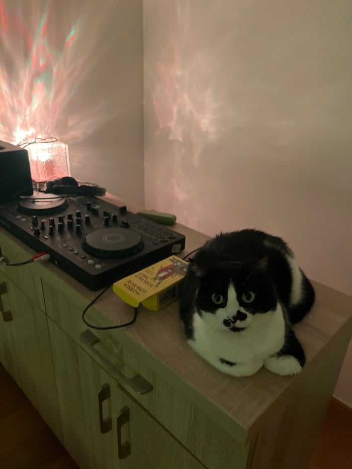 Woman records selfies with cat, DJ equipment in Budva apartment