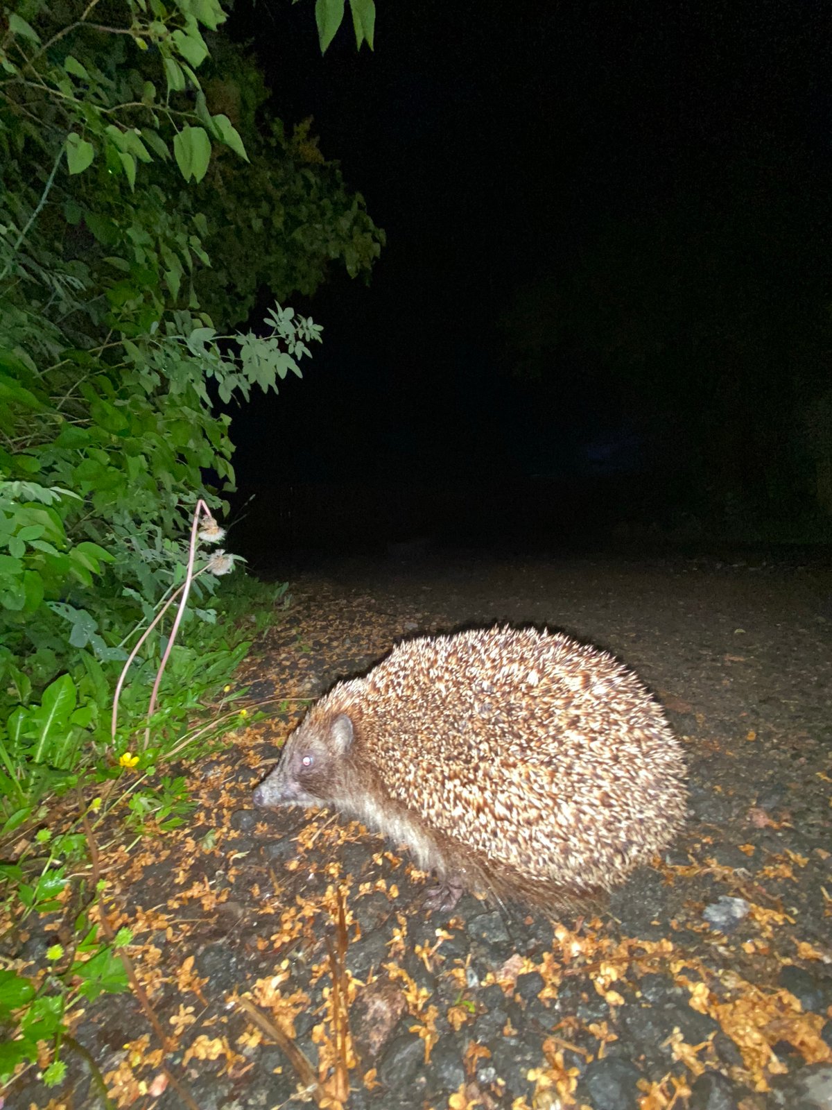 Nighttime scenes: hedgehog on path, gate encounter, wet road
