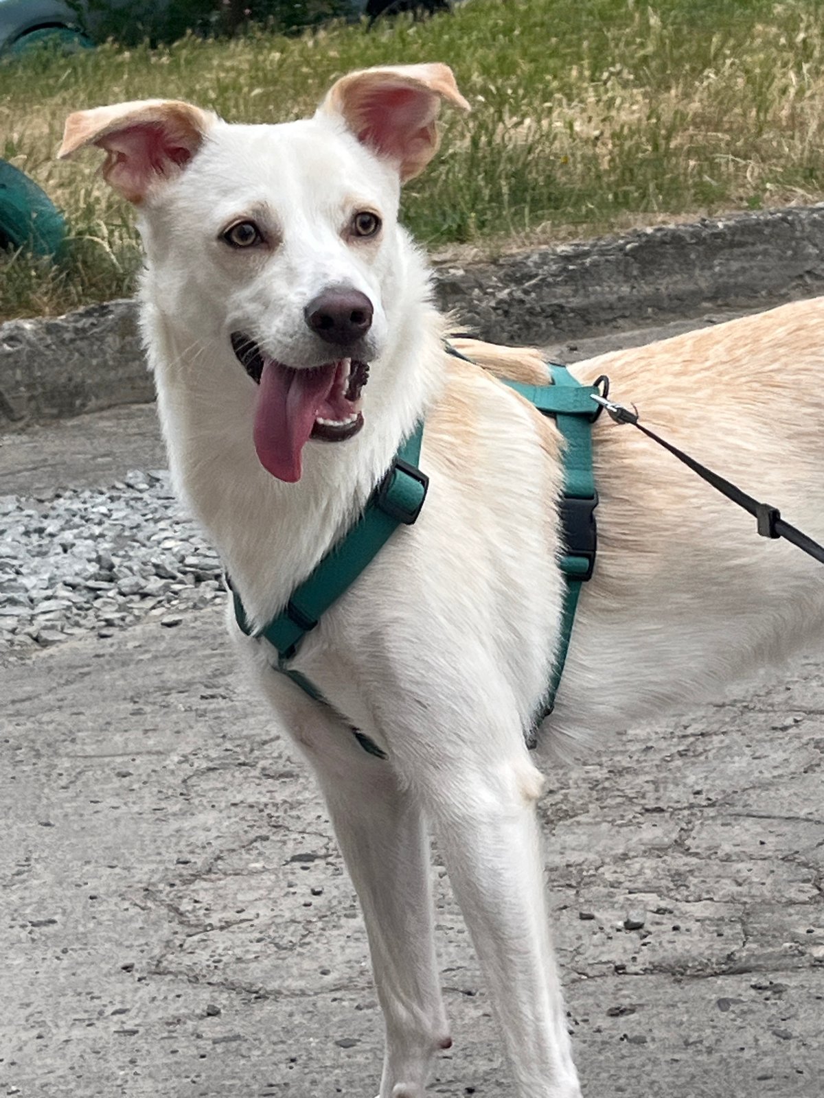 Dog on a leash takes a breather during a Lviv walk