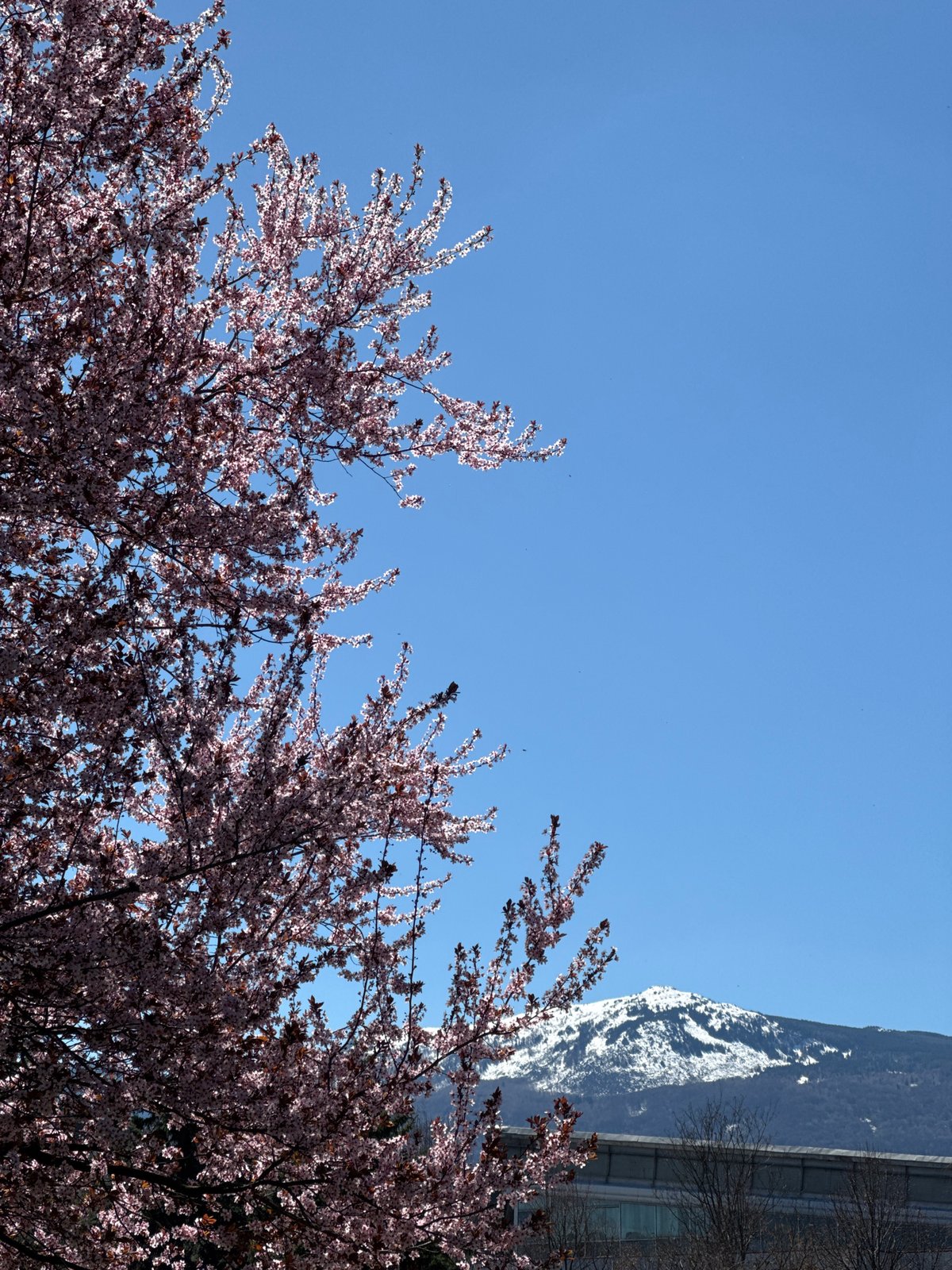 Spring blossoms frame snow-capped mountain under clear sky