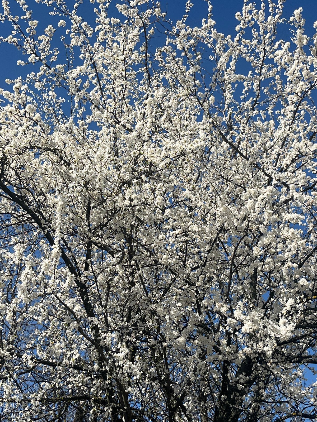 Spring blooms and mountain views captured in Sofia
