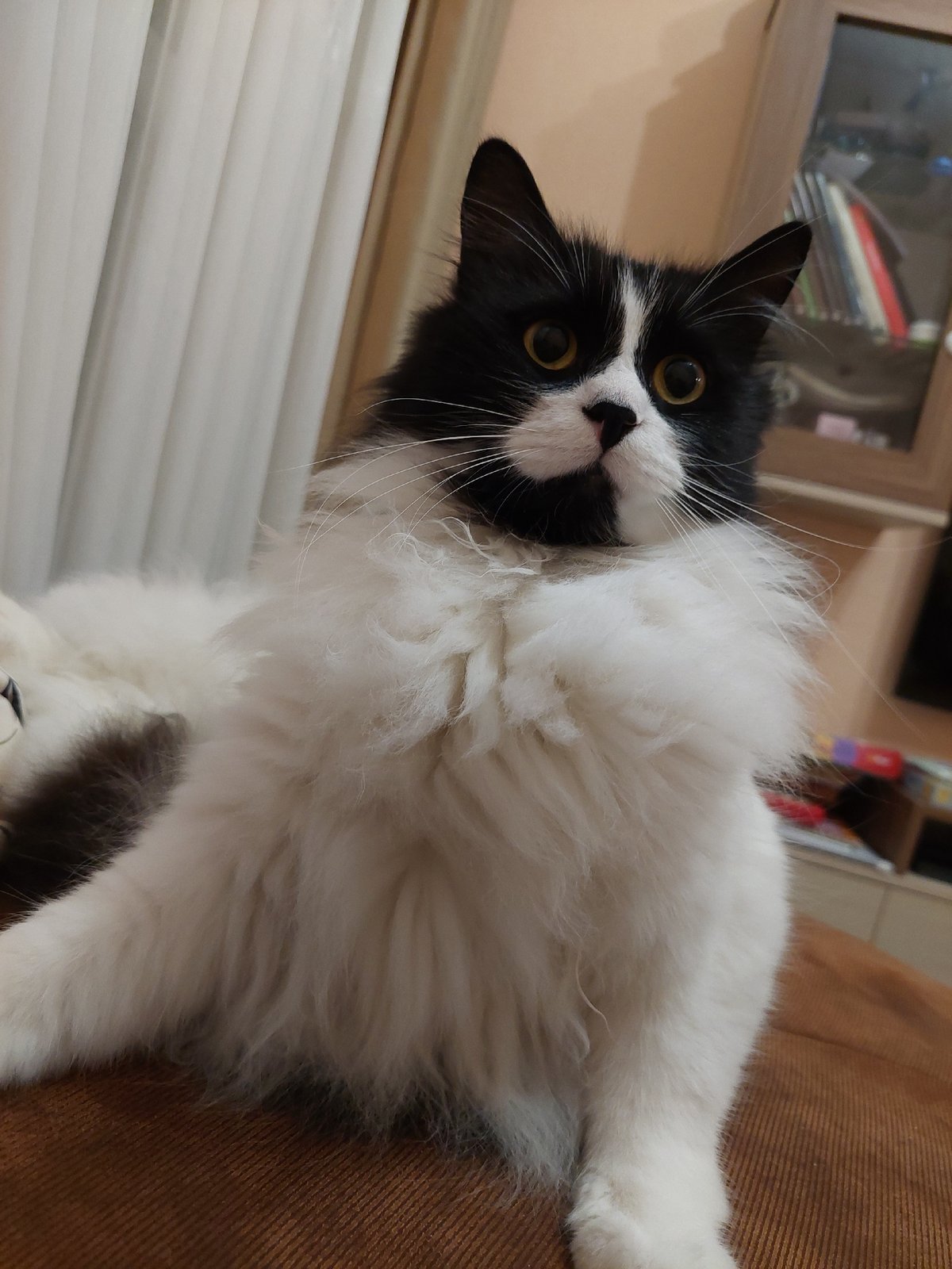Cat photographed lounging indoors in Plovdiv, Bulgaria