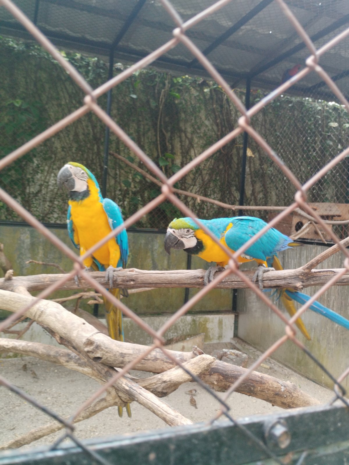 Morning tour through Siantar Zoo in Pematang Siantar, Indonesia