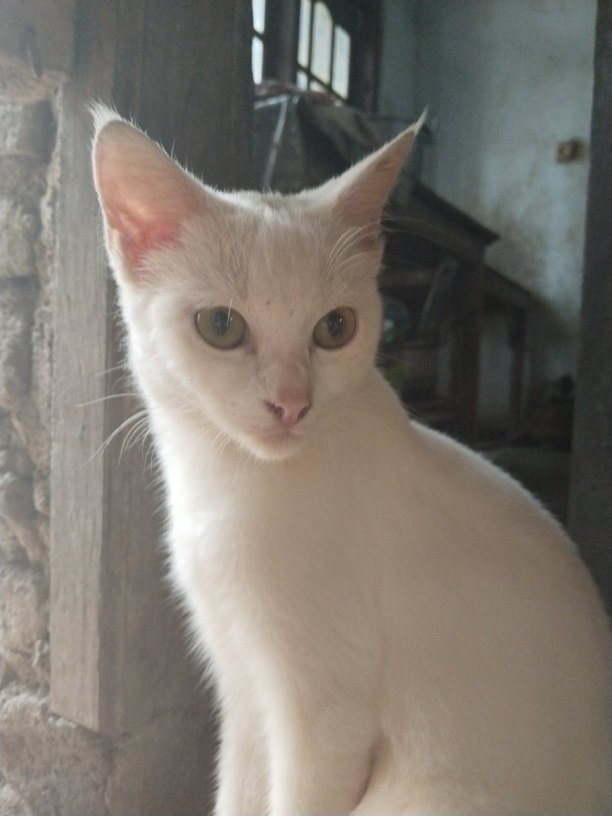Domestic animals spotted in rural farmyard settings