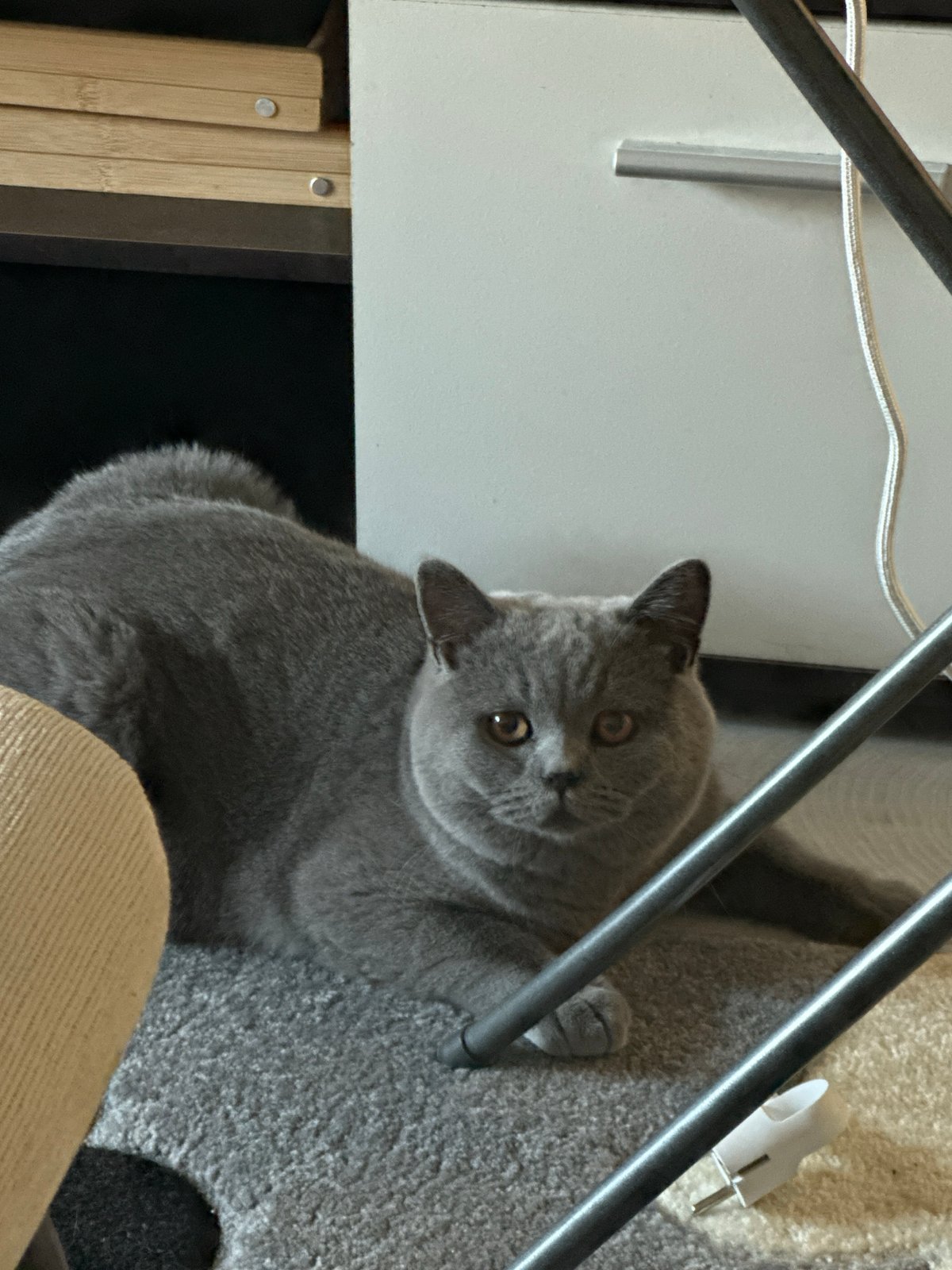 Grey cat at home, plus a framed diamond painting on the wall