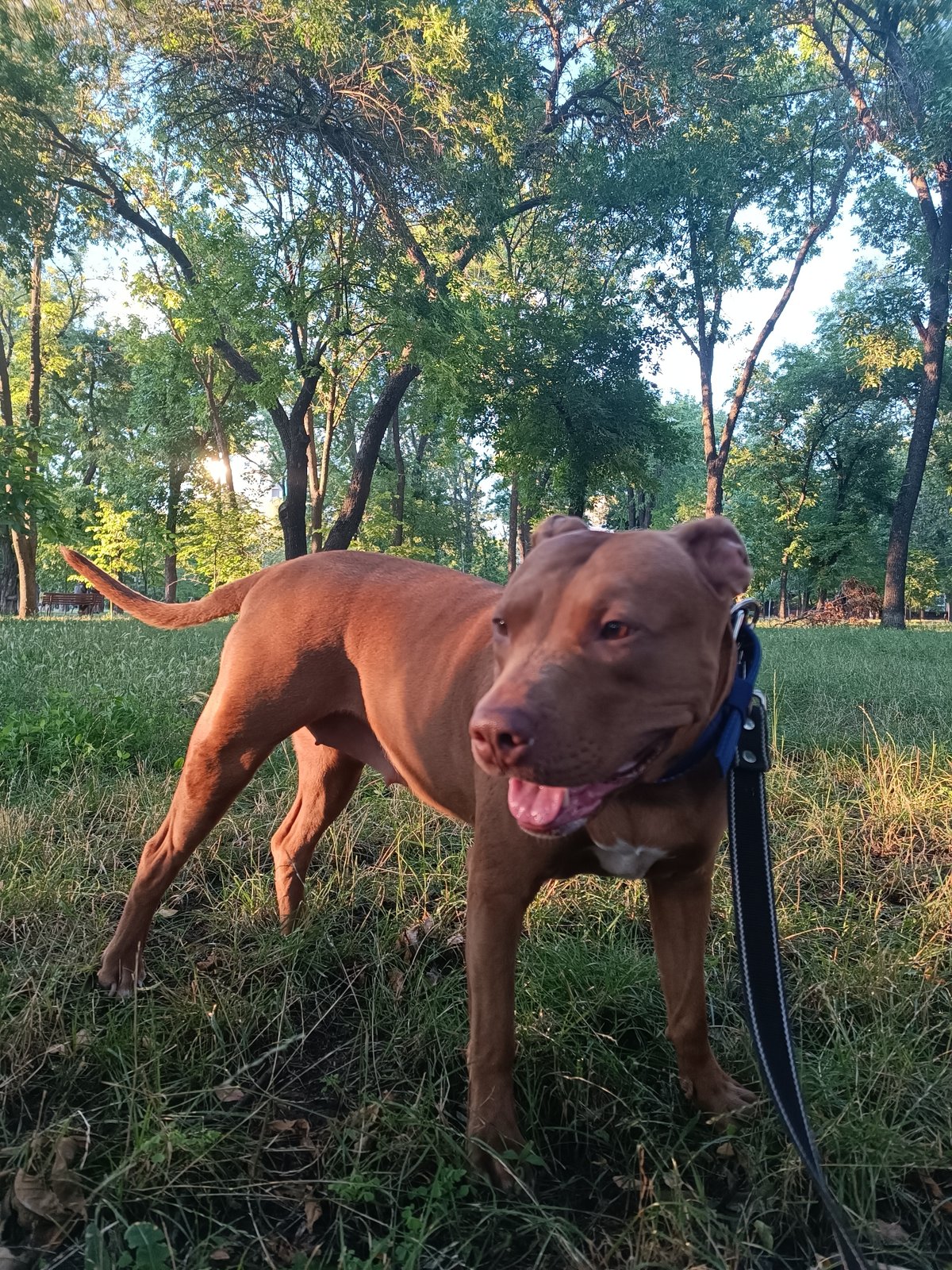 Afternoon park walk with a pit bull in Zaporizhzhia
