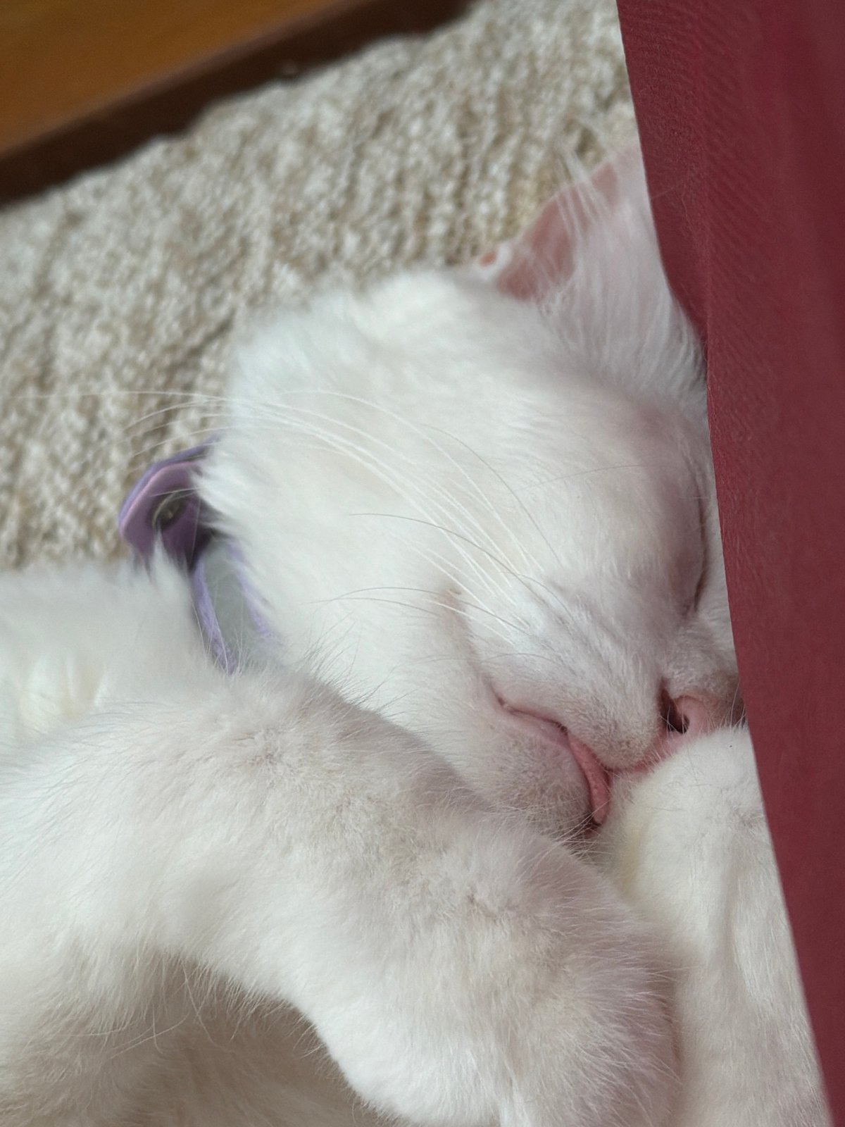 White cat sleeps with tongue out in Ungasan