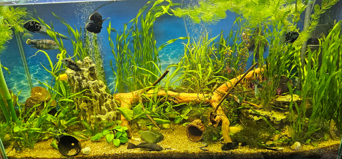 Fish, chameleon, and orchids in a Sayanogorsk indoor setup