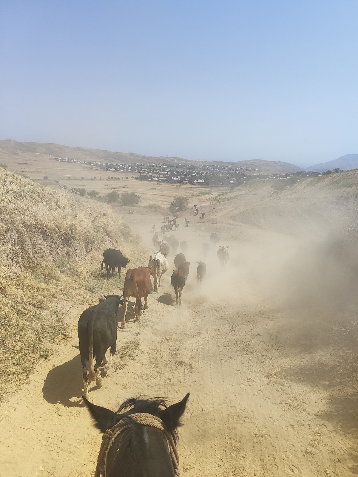 Cattle, pylons, and open valley in rural Sultanabad, Tajikistan
