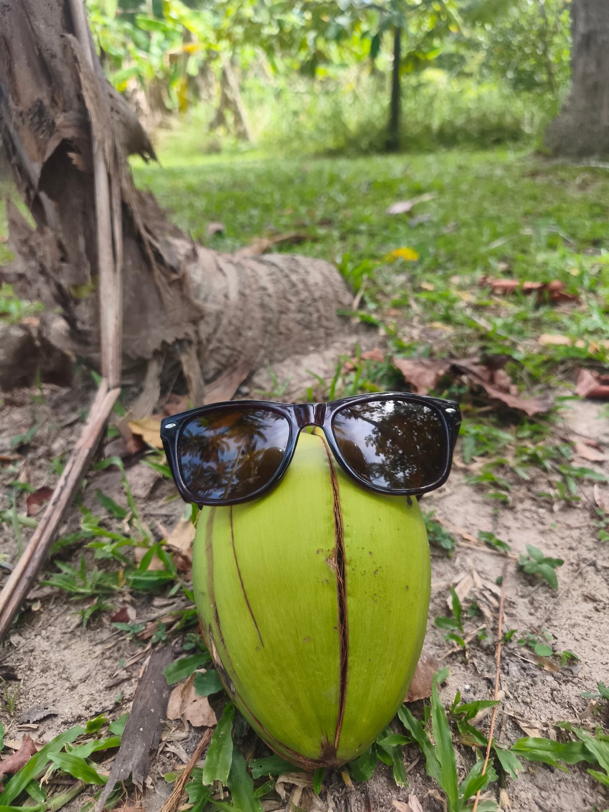 Sunglasses-wearing coconut spotted on ground in Thai village