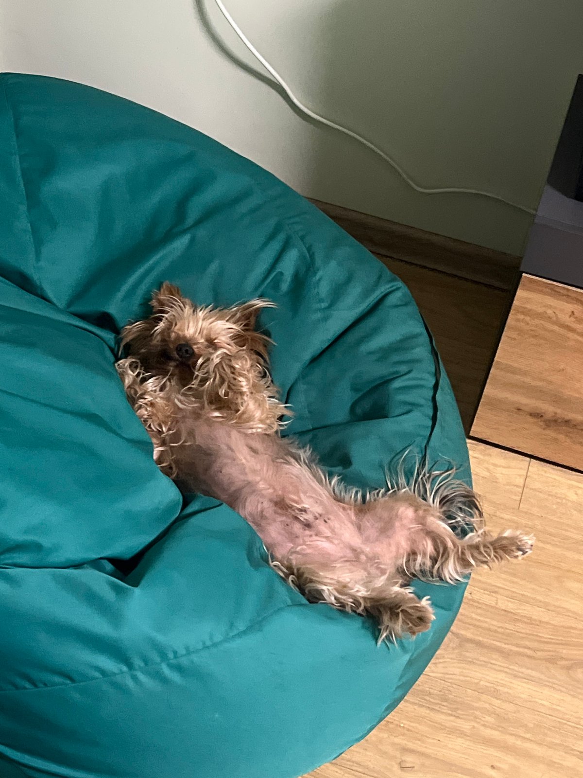 Cozy afternoon with dogs and humans lounging in Sofia home