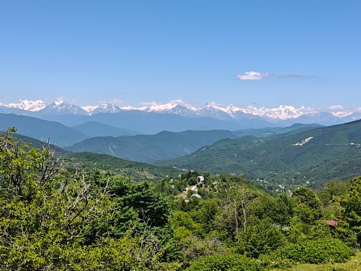 Sunny mountain landscape with wildflowers and an old gnarled tree