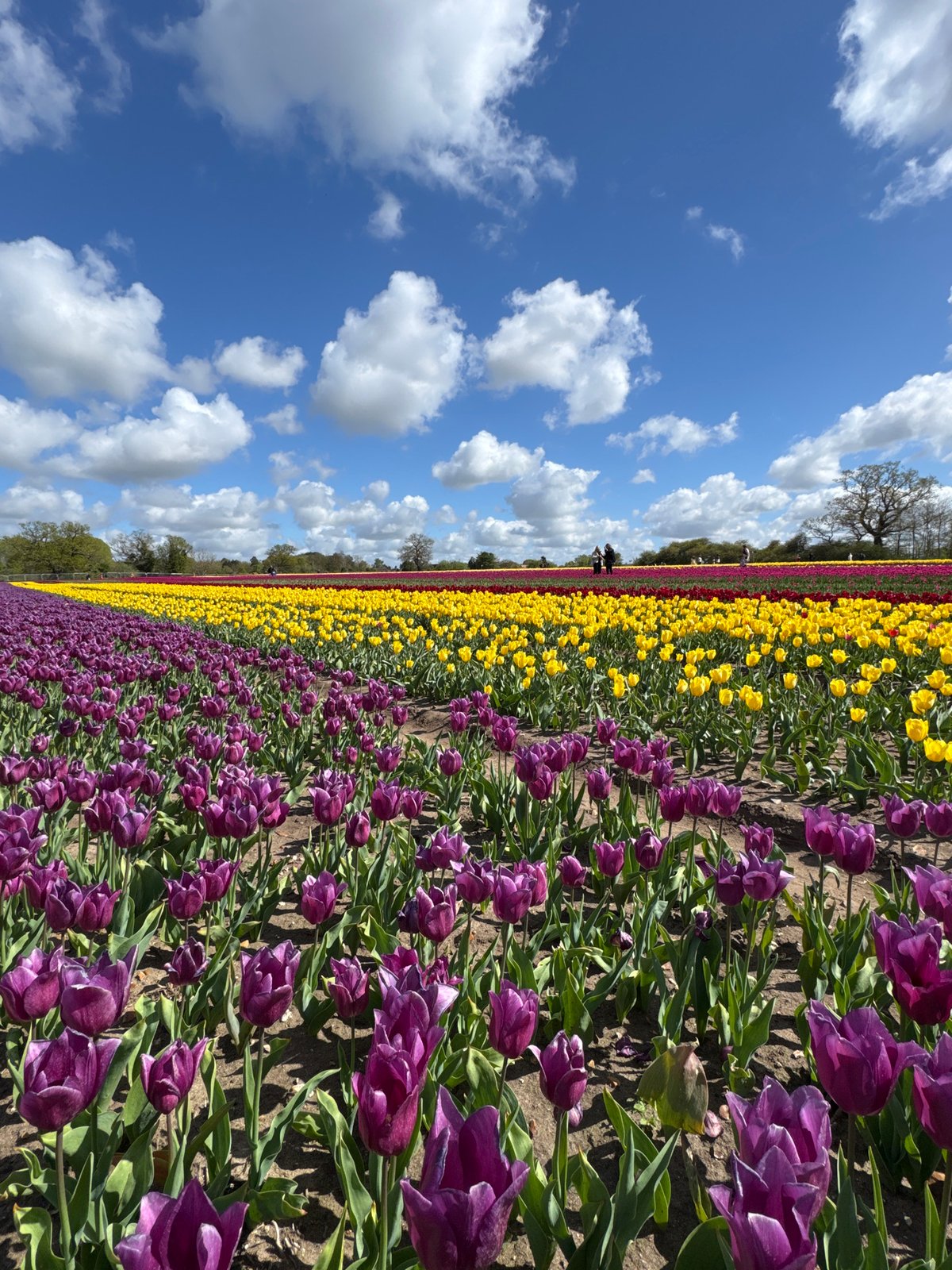 Vibrant tulip fields bloom in King's Lynn countryside