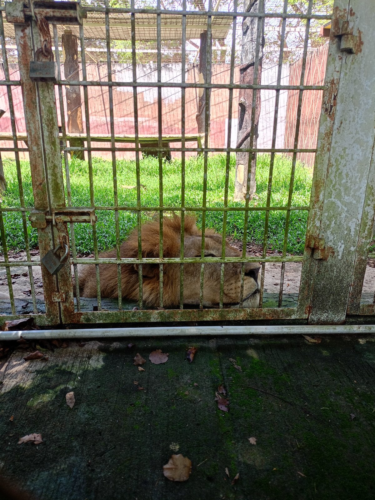 Lion rests in cage at Sironblang zoo facility