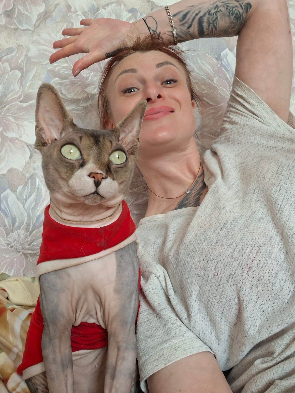 Sphynx cat in a red outfit, shot up close at home