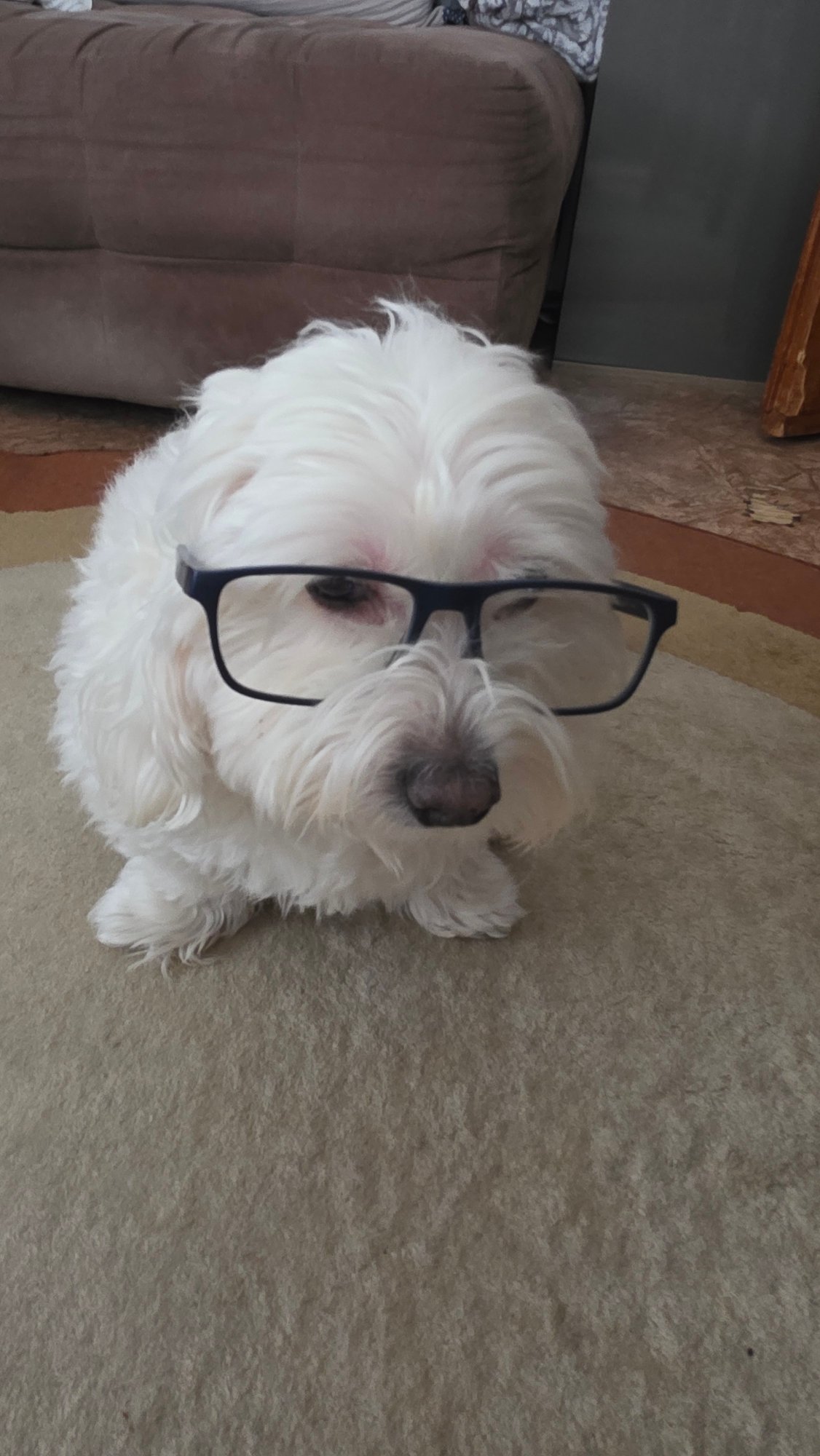 Pet owner documents costumed dog and guinea pig in Blagoevgrad home