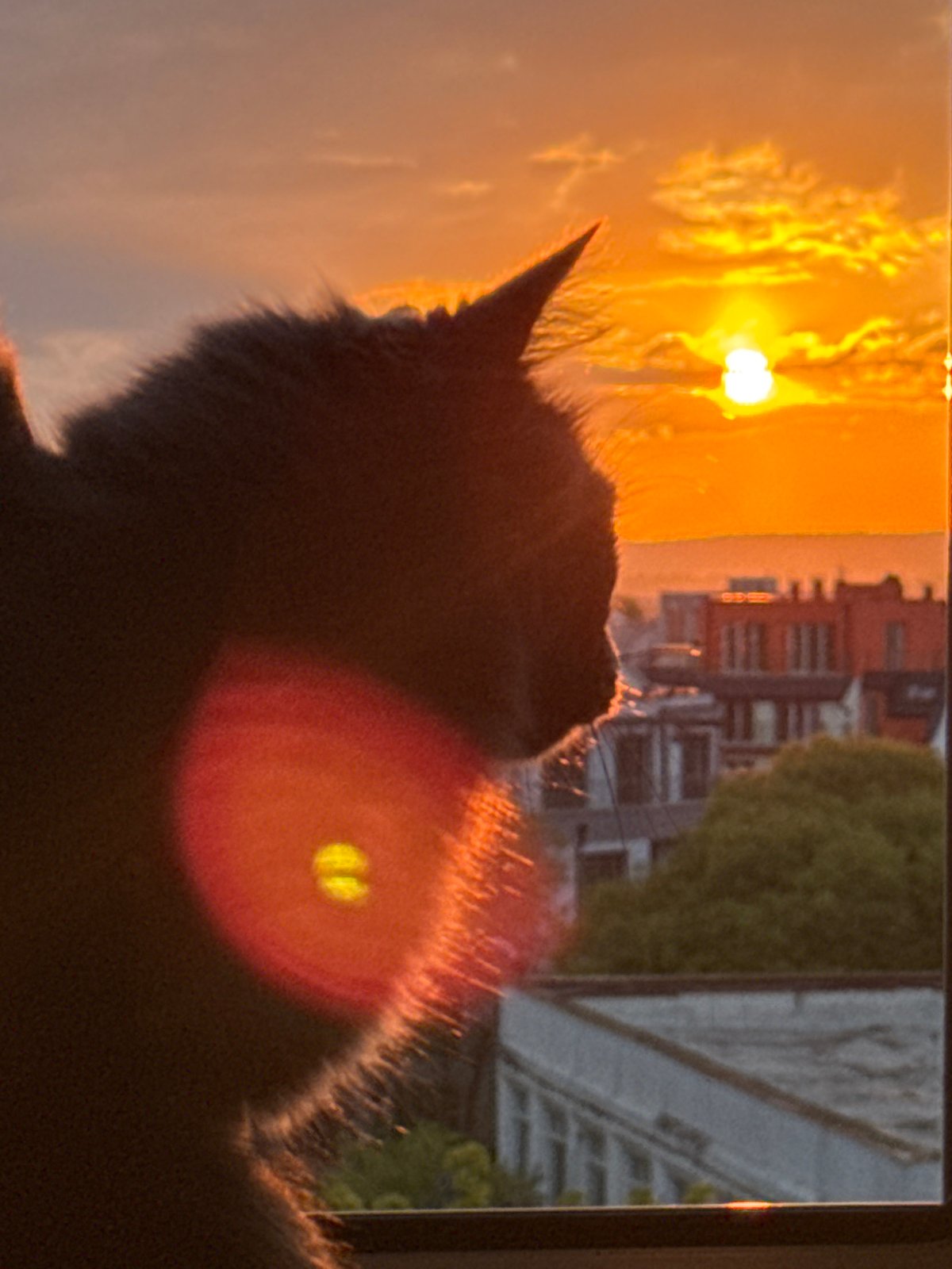 Cats silhouetted against dramatic sunset captured across Varna, Bulgaria