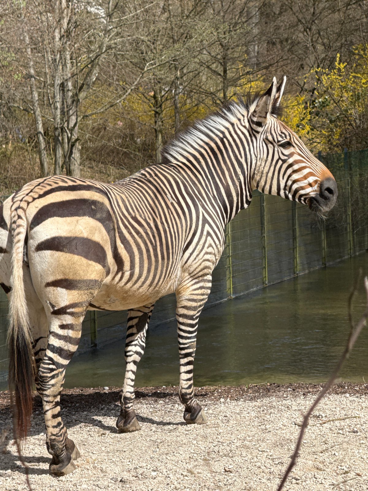 Animals active in enclosures at Munich's Hellabrunn Zoo