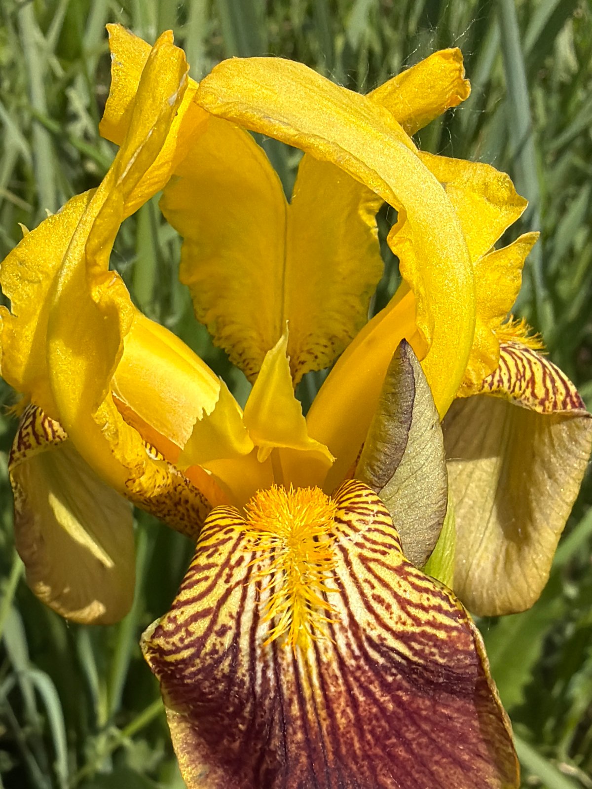 Spring nature walk captures blooming flowers and forest scenes