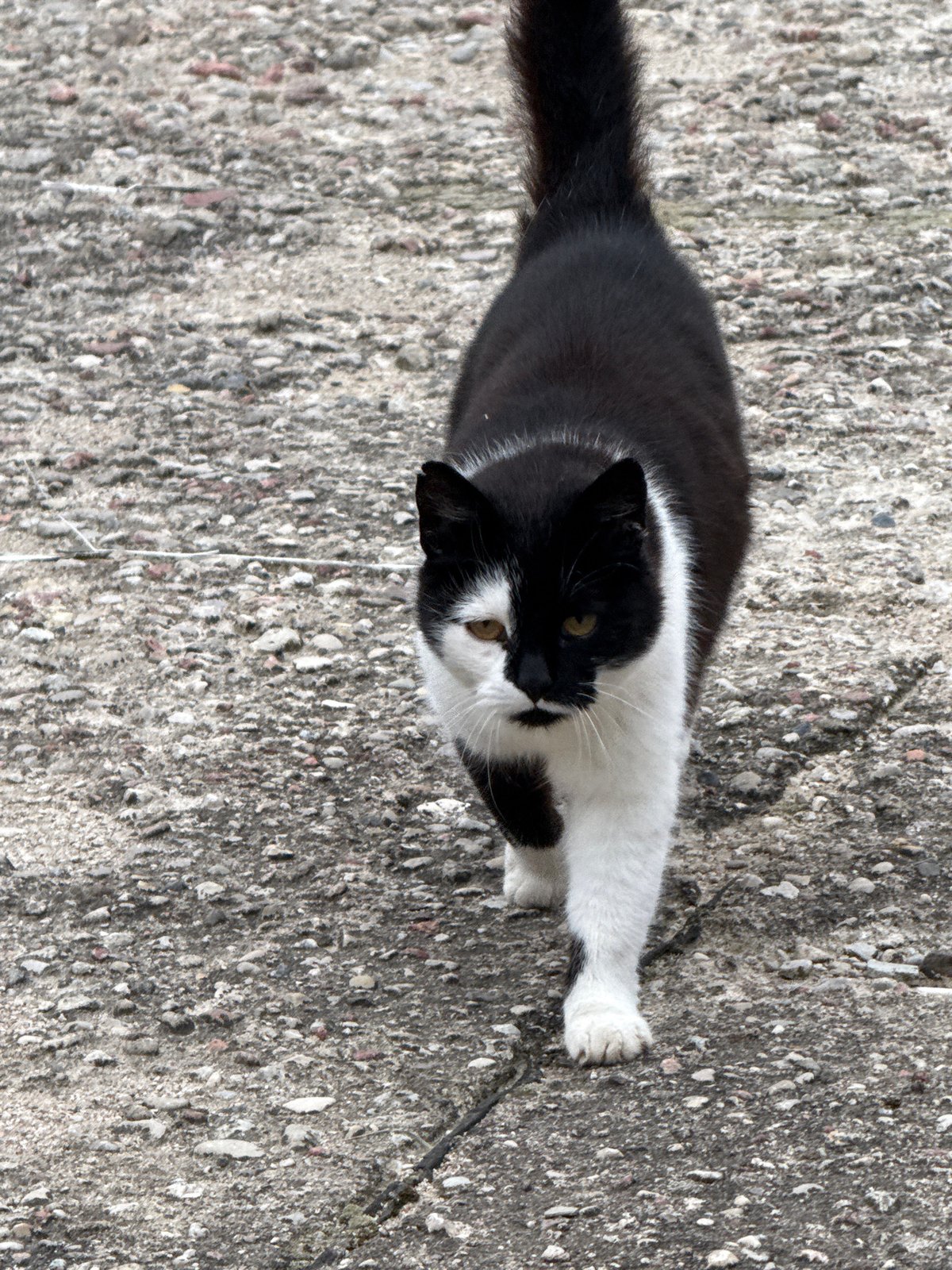 Black and white cat roams a rustic Lithuanian property