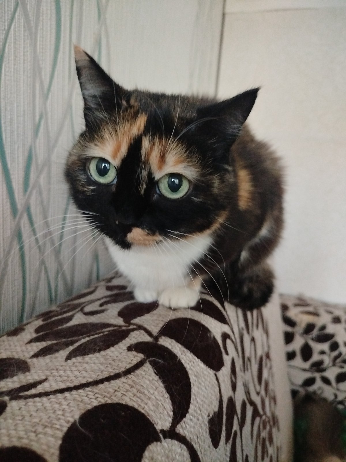 Multiple cats observed indoors and outdoors near forested playground area