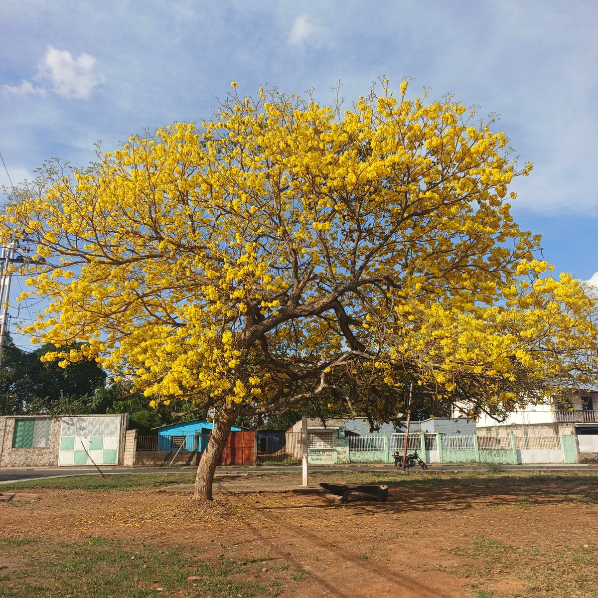 Yellow flowering tree blooms observed in Tinaquillo, Venezuela
