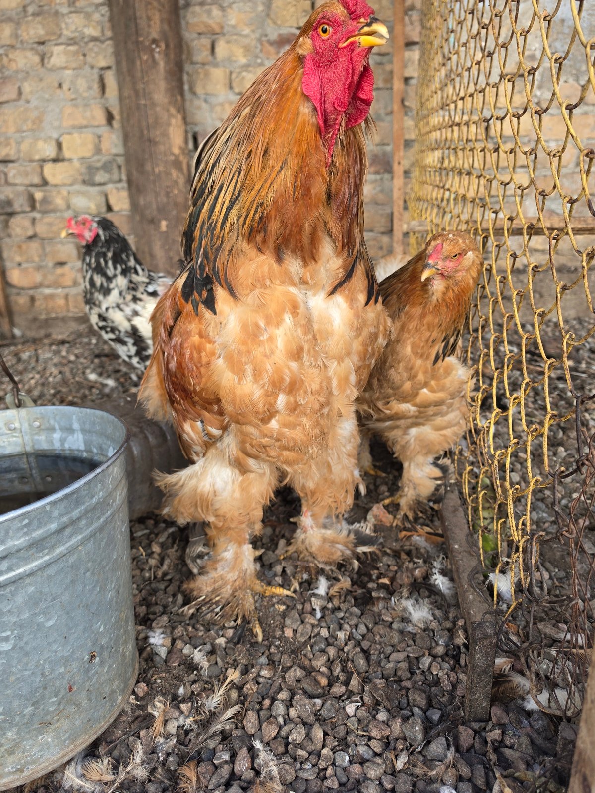 Tashkent backyard life: chickens, garden blooms, and dumpling soup