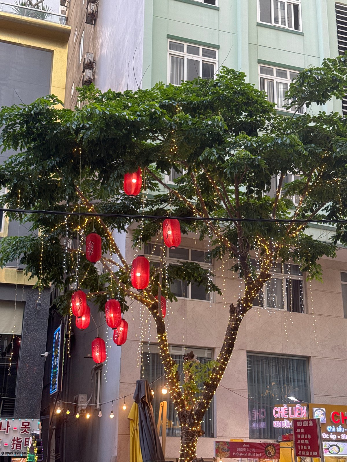 Festive tree with red lanterns spotted on Đà Nẵng street