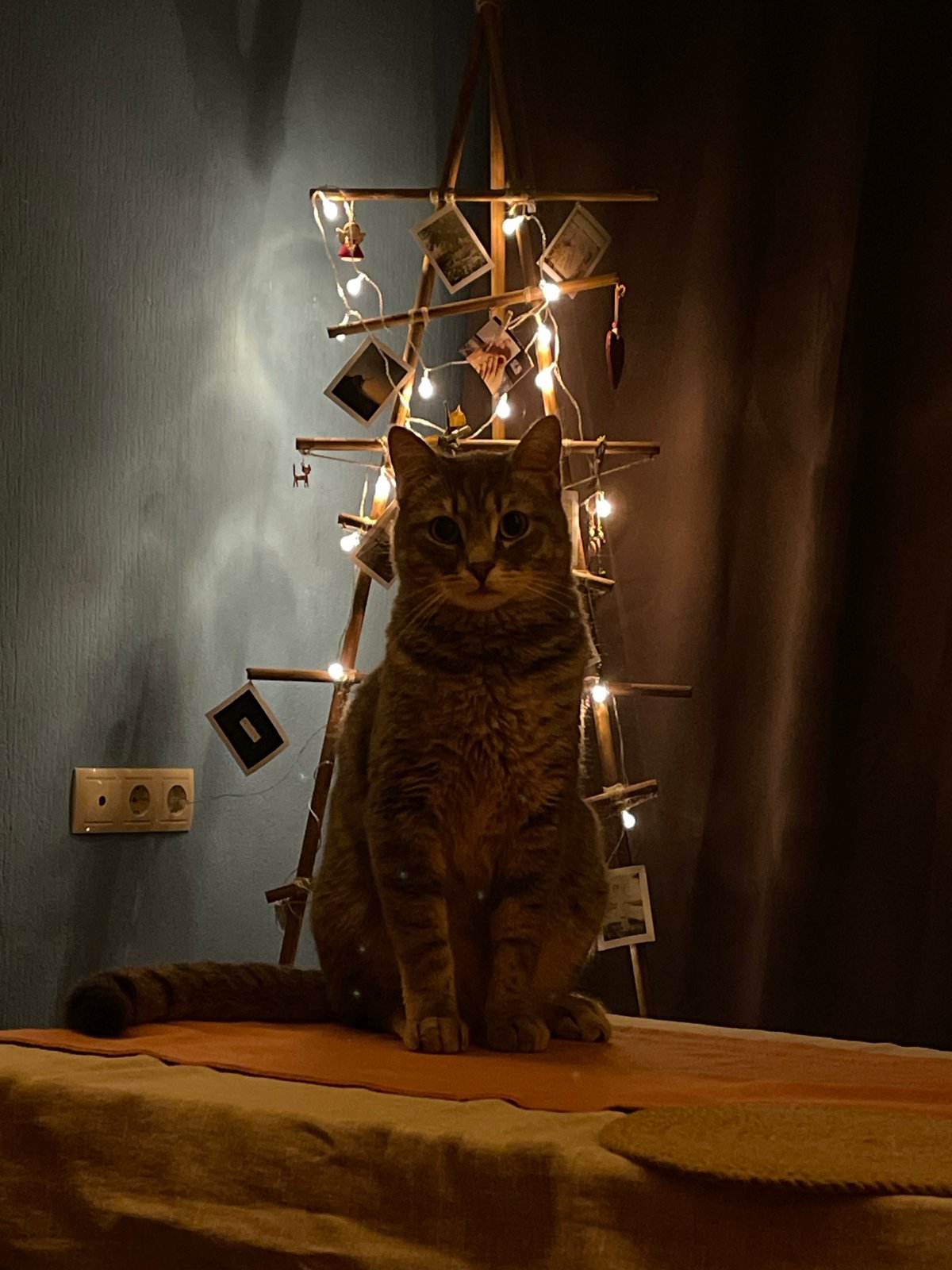Tabby cat evening: lounging, biting, and tarot on the side