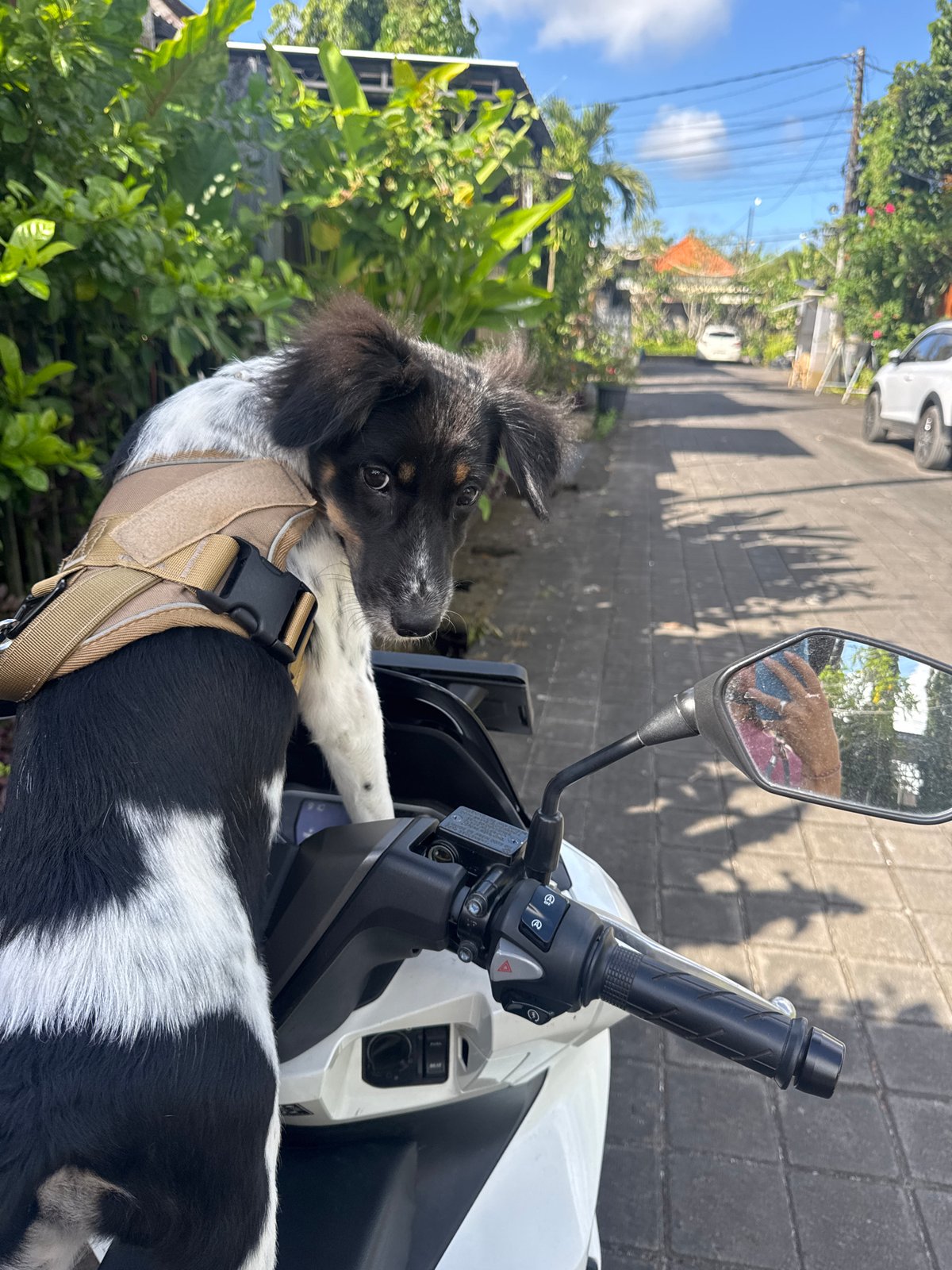 Dog in harness sits on scooter in Kuta Selatan