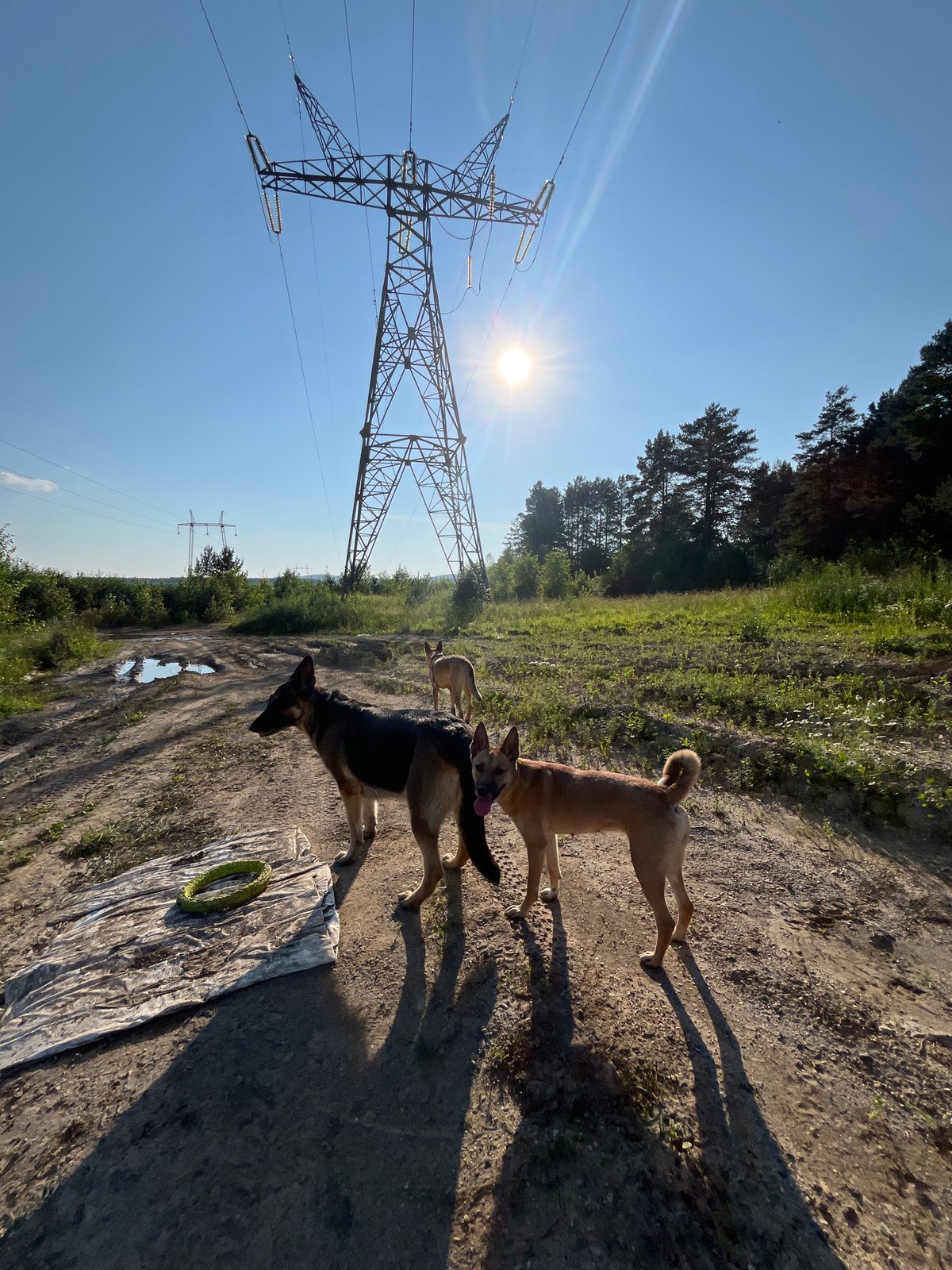 German Shepherds roam sunny rural trails near Nizhny Tagil