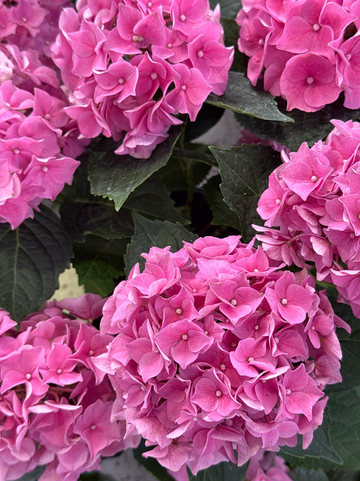 Yekaterinburg flower market stall, wall-to-wall blooms for sale