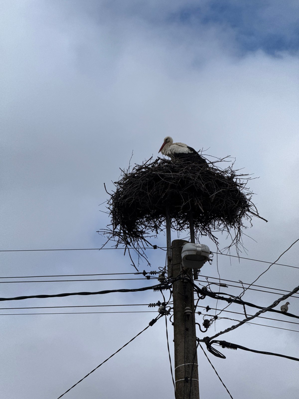 White stork spotted nesting on utility pole in Bulgarian village