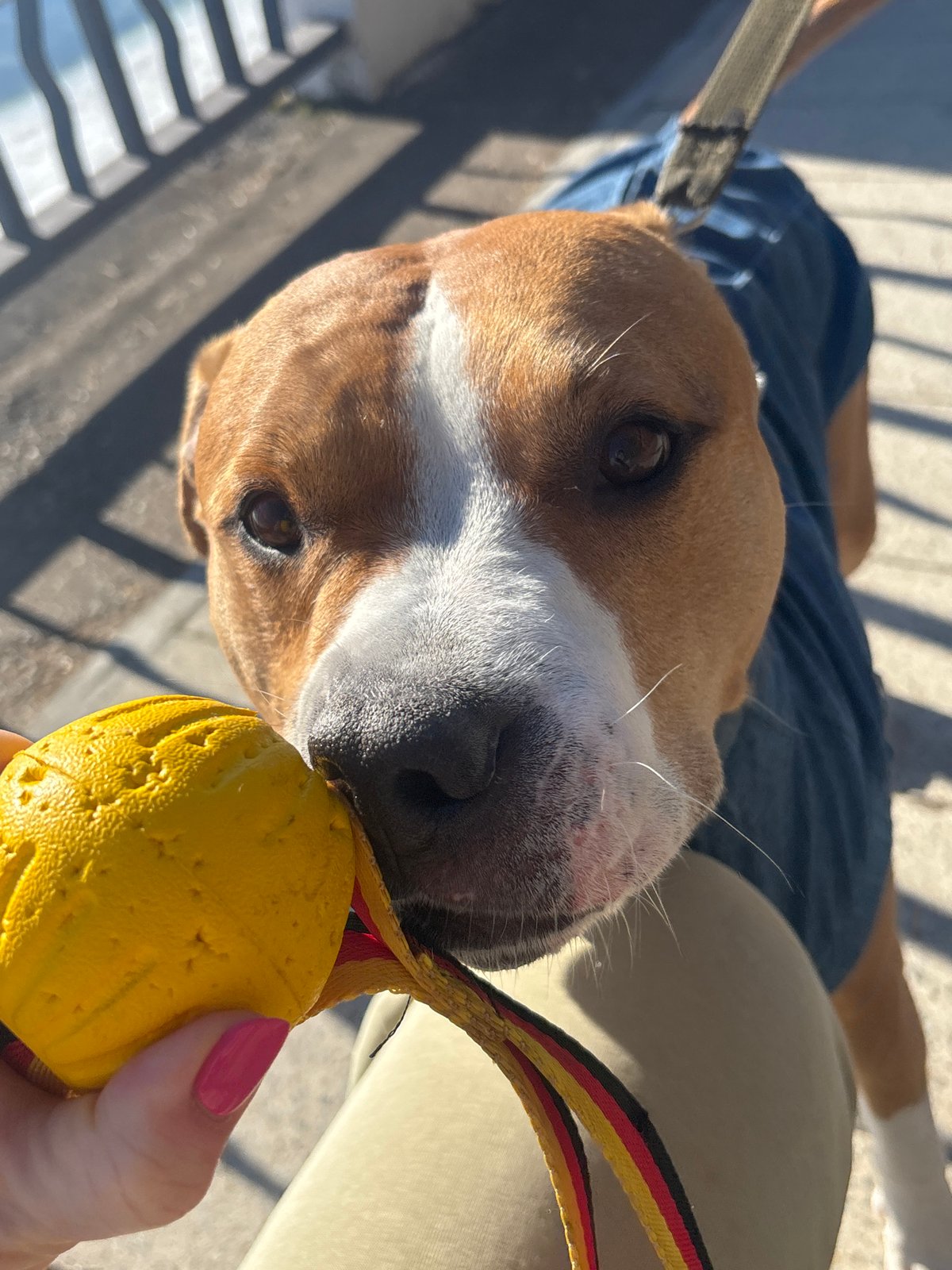 Dressed pit bull photographed during early morning walk in Russia
