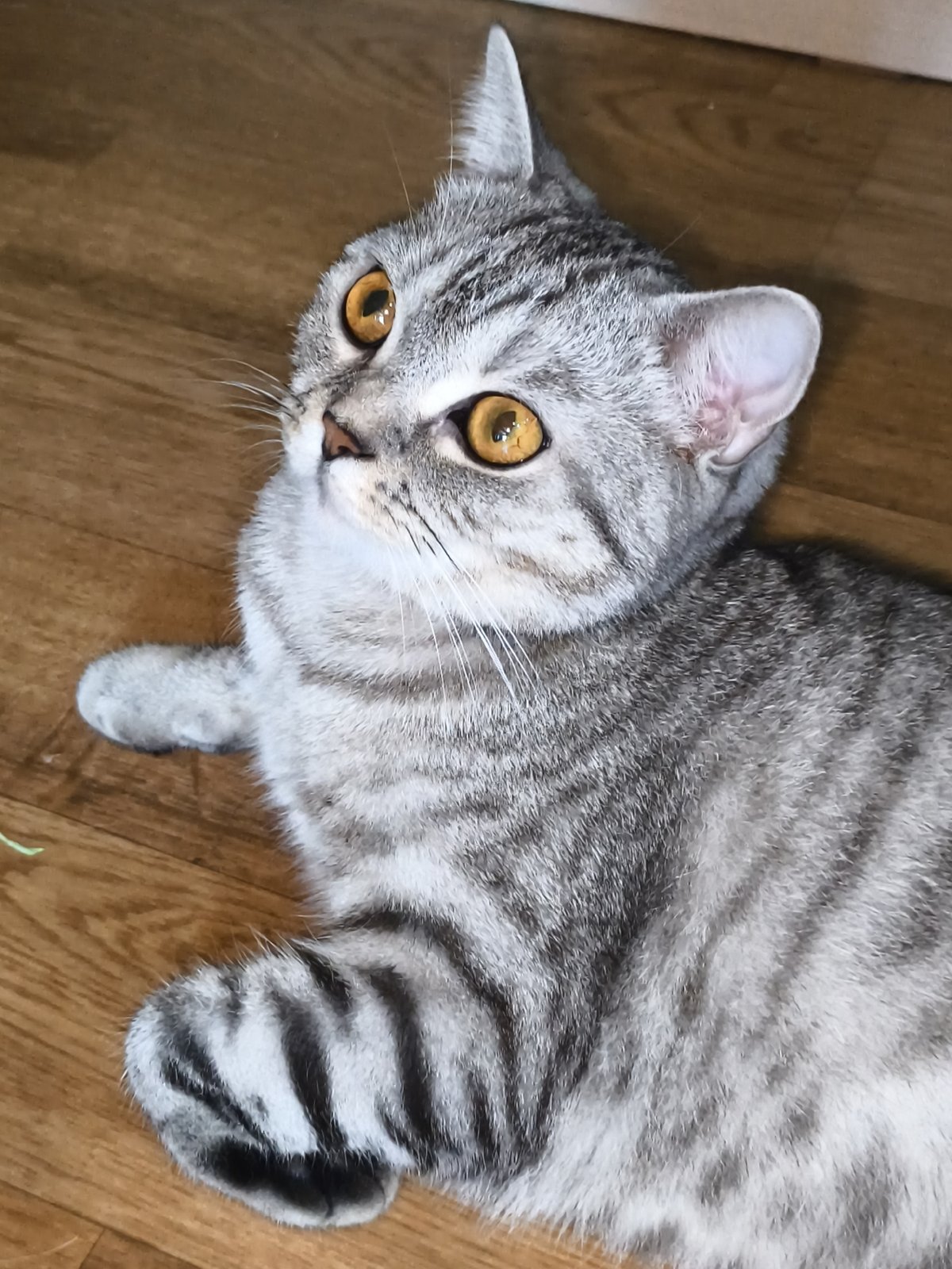 Gray tabby on a wooden floor, looking up