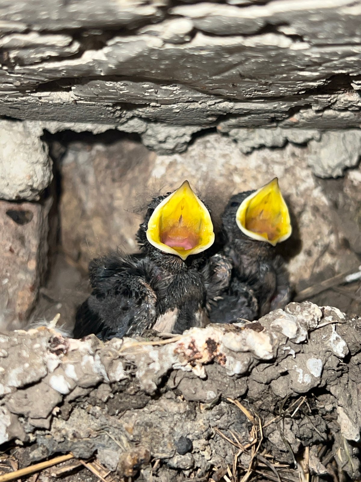 Hungry chicks in a mud nest, Ilavche