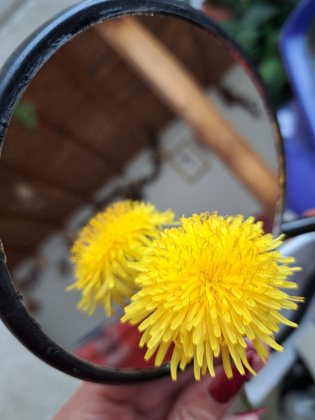Dog adorned with dandelion flower rests near cactus garden