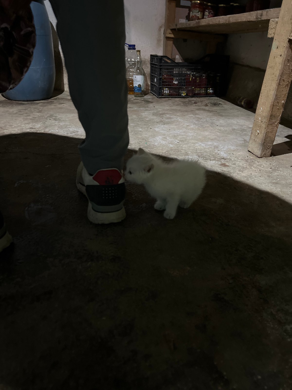 Evening scenes in Bulgarian village include kitten, fire pit